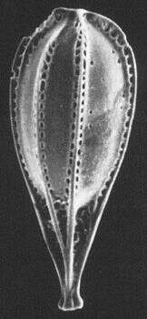 Image of Cushmanina striatopunctata (Parker & Jones 1865)