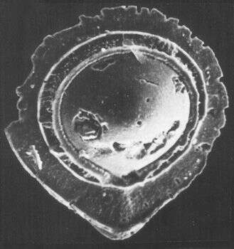 Image of Palliolatella avita Patterson & Richardson 1987