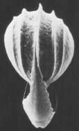 Image of Palliolatella palliolata (Earland 1934)