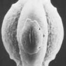 Image of Palliolatella palliolata (Earland 1934)