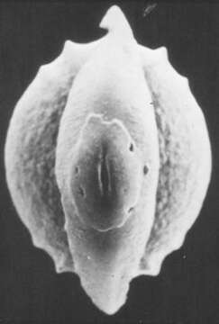 Image of Palliolatella palliolata (Earland 1934)