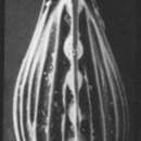 Image of <i>Solenina tenuistriatiformis</i>