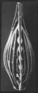 Image of Lagnea tenuistriatiformis (McCulloch 1977)