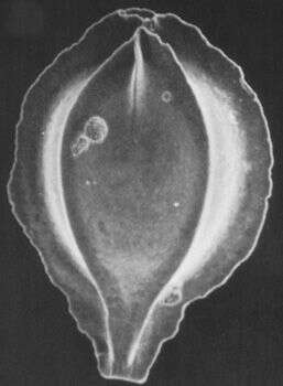 Image of Vasicostella singulara Patterson & Richardson 1987