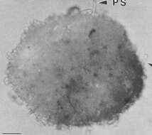 Image of Ammonia beccarii (Linnaeus 1758)