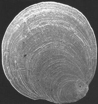 Imagem de Cornuspiroides rotunda Mackensen & Schmiedl 1993