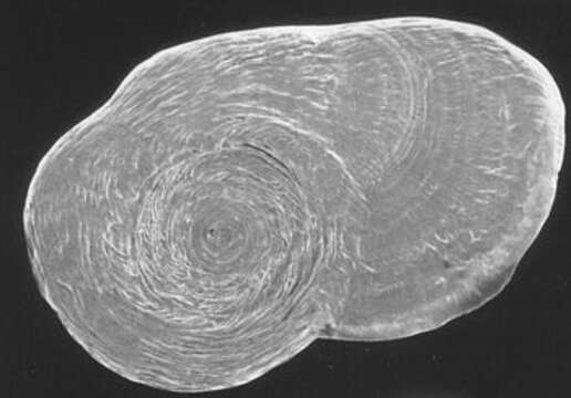 Image of Cornuspiroides rotunda Mackensen & Schmiedl 1993