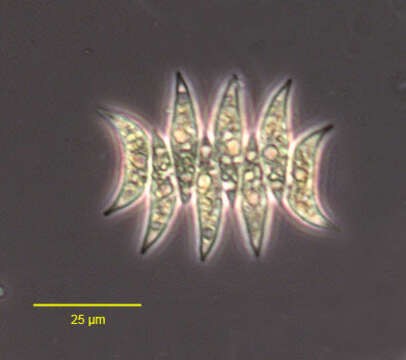 Scenedesmus falcatus resmi