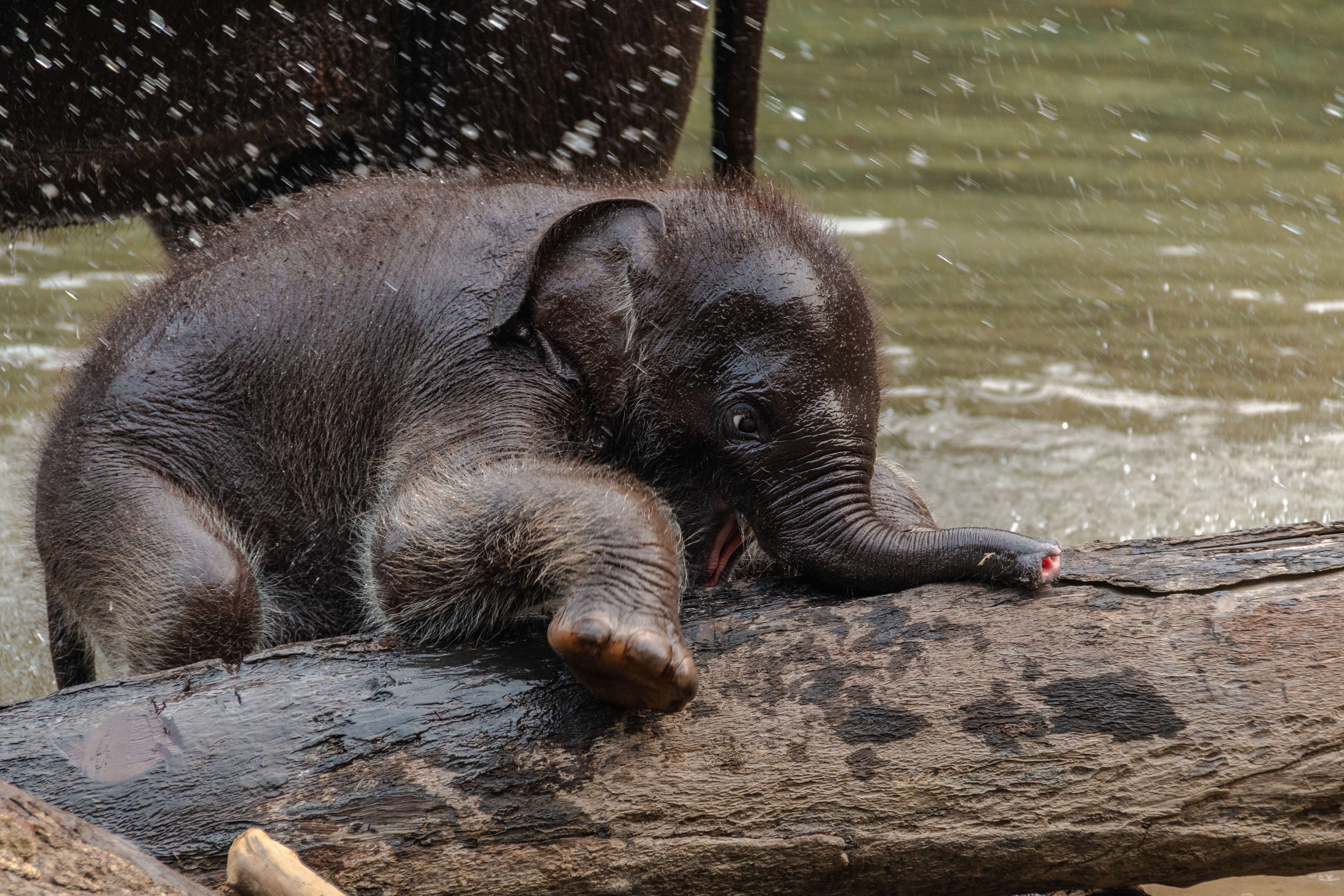 Image of Sumatran Elephant