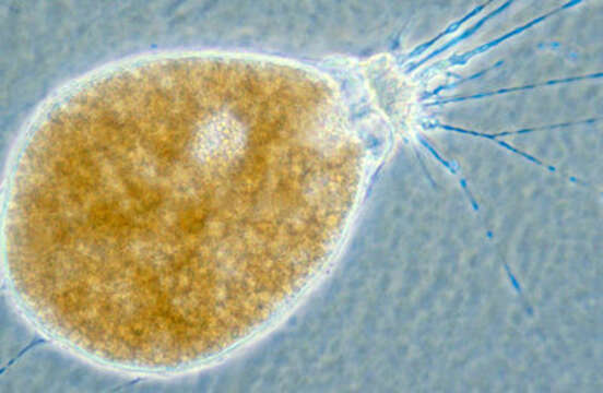 صورة Allogromia laticollaris Arnold 1948