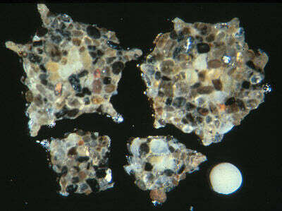 صورة Rhabdammina triangularis (Earland 1933)