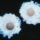 صورة Rhabdammina triangularis (Earland 1933)