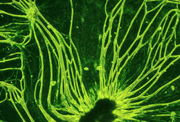 صورة Reticulomyxidae