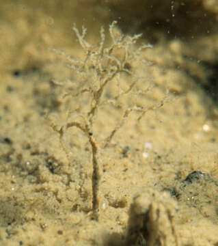 Image of Notodendrodes antarctikos De Laca, Lipps & Hessler 1980