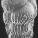 Слика од Bulimina microcostata Cushman & Parker 1936
