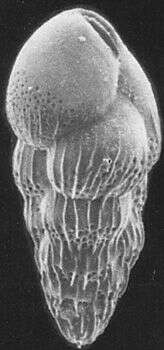 Image of Bulimina microcostata Cushman & Parker 1936