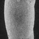 Image of Coryphostoma Loeblich & Tappan 1962
