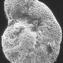 Imagem de Gavelinella dakotensis (Fox 1954)