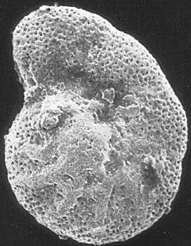 Image of Chilostomelloidea Brady 1881