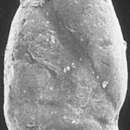 Image of Planularia pseudocrepidula Adams 1957