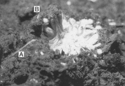 Image of Toxisarcon Cedhagen & Pawlowski 2002