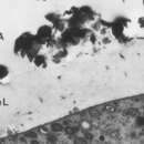 Image of Cribrothalammina alba (Heron-Allen & Earland 1932)