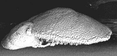 Image of Glabratelloidea Loeblich & Tappan 1964