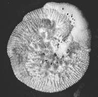 Image of Glabratelloidea Loeblich & Tappan 1964