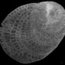 Image de Planostegina operculinoides (Hofker 1927)
