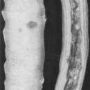 Image of Hippocrepinella hirudinea Heron-Allen & Earland 1932