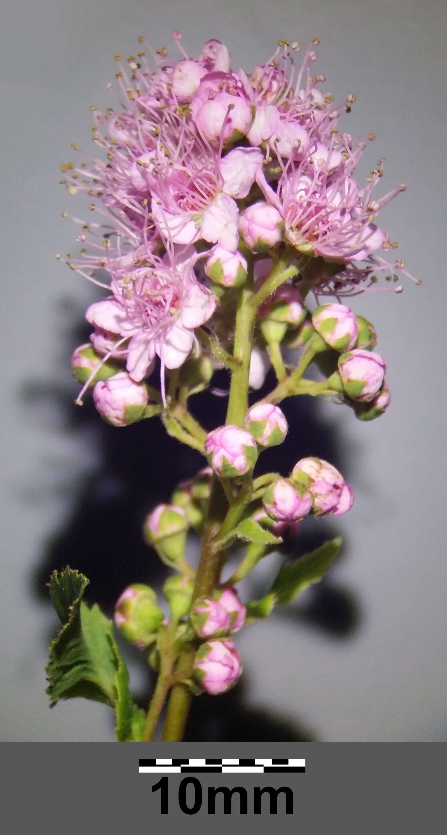 Слика од Spiraea salicifolia L.