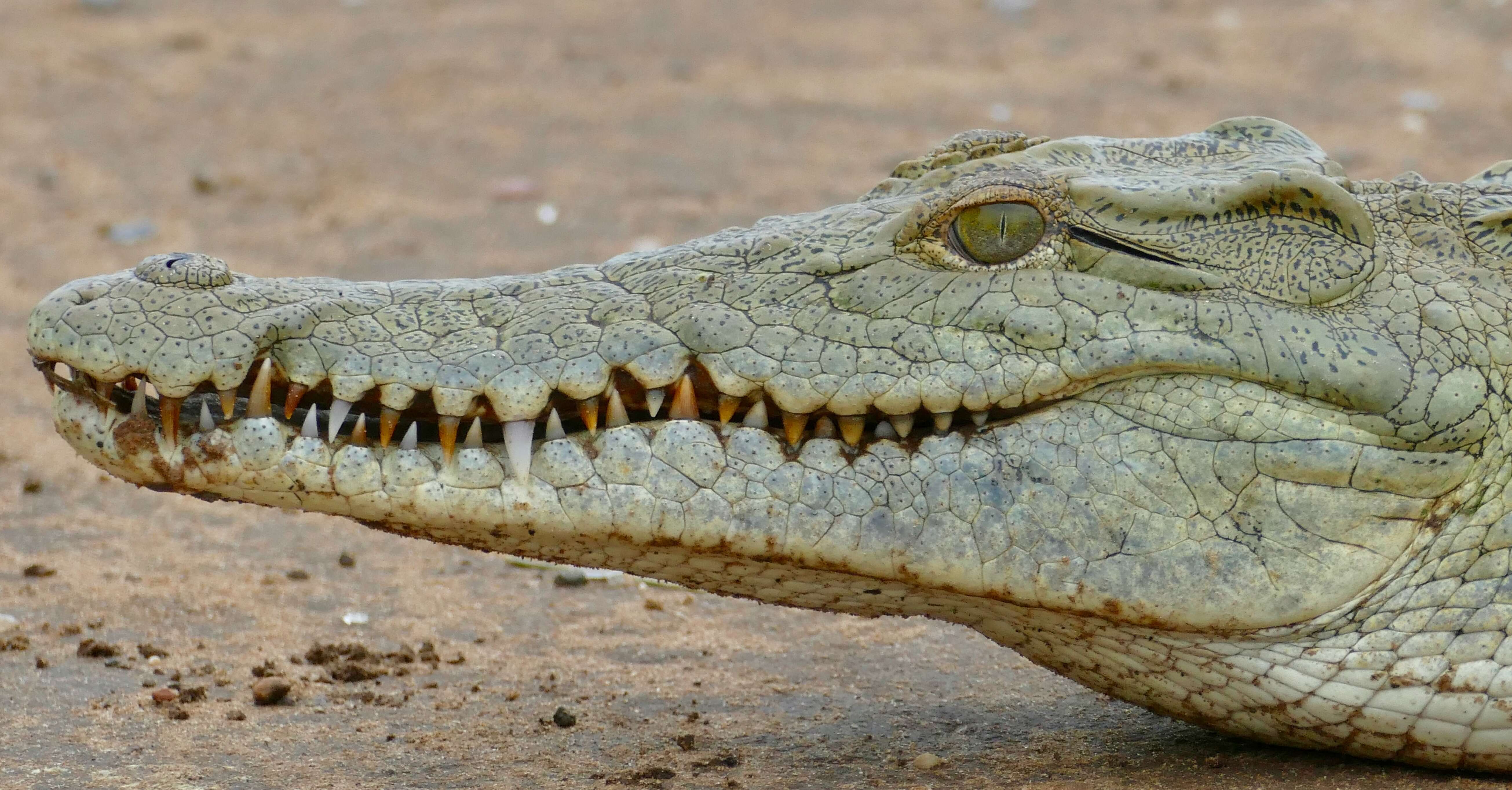 Image of Nile crocodile