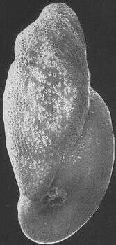Image of Buliminellidae