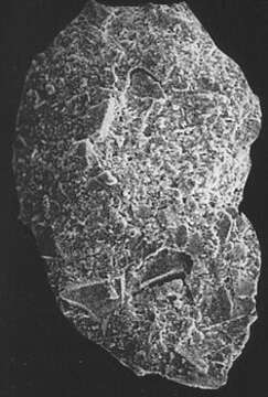 Image of Discamminidae