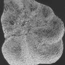 Image of Dyocibicides biserialis Cushman & Valentine 1930