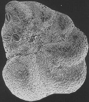 Image of Dyocibicides Cushman & Valentine 1930