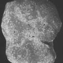 Image of Dyocibicides biserialis Cushman & Valentine 1930