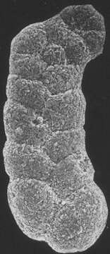 Слика од Spiroplectammina biformis (Parker & Jones 1865)