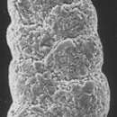 Image de Spiroplectammina biformis (Parker & Jones 1865)