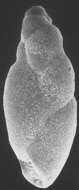 Image of Stainforthia feylingi Knudsen & Seidenkrantz 1994