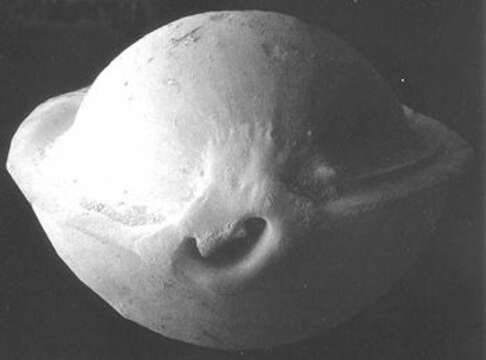 Image of Pyrgo labrum Gudmundsson 1998