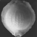 Image of Pyrgo labrum Gudmundsson 1998