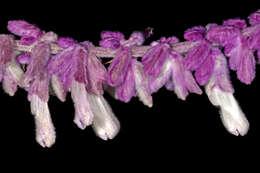 Imagem de Salvia leucantha Cav.