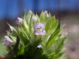 Image de dracocéphale à petite fleur