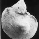 Image of Discorbis vesicularis (Lamarck 1804)