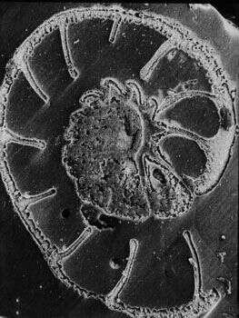 Sivun Discorbis vesicularis (Lamarck 1804) kuva