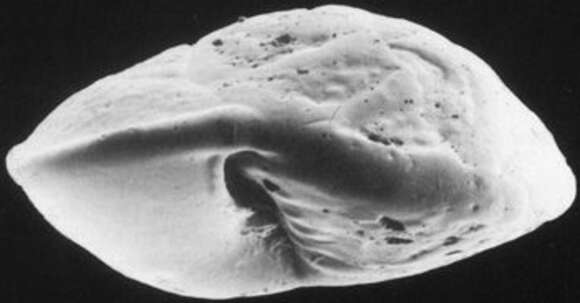 Sivun Eponididae kuva