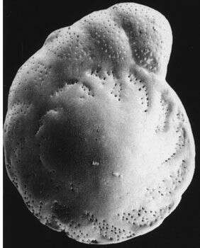 Sivun Lamellodiscorbis melbyae Hansen & Revets 1992 kuva