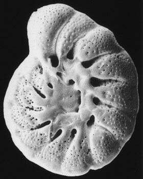 Sivun Lamellodiscorbis melbyae Hansen & Revets 1992 kuva