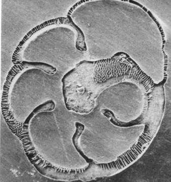 Image of Discorboidea Ehrenberg 1838